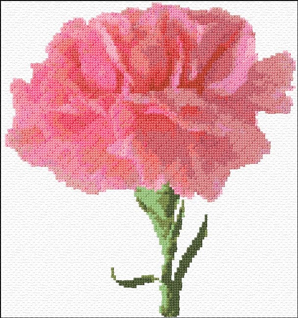 Carnation free cross-stitch pattern