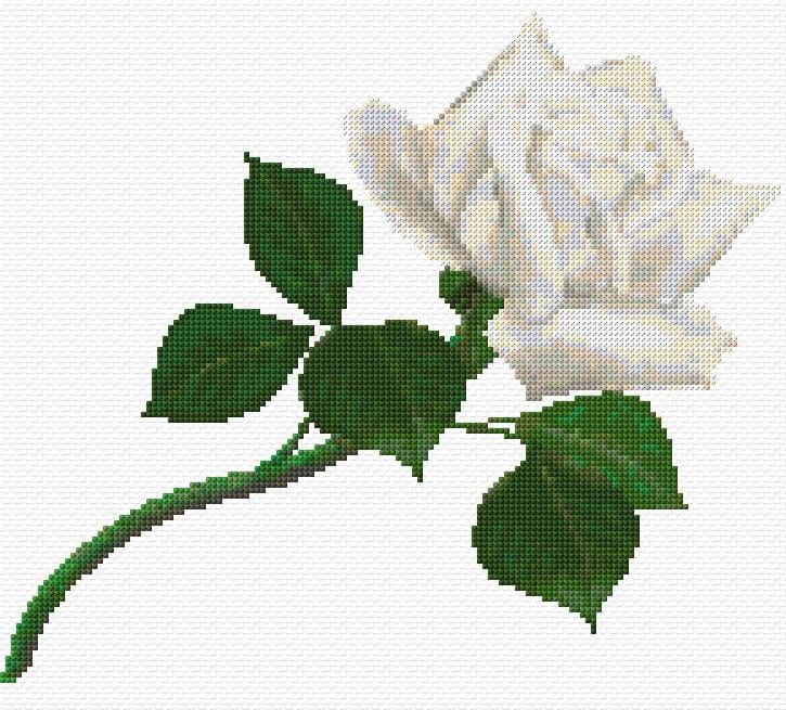 White Rose free cross-stitch pattern