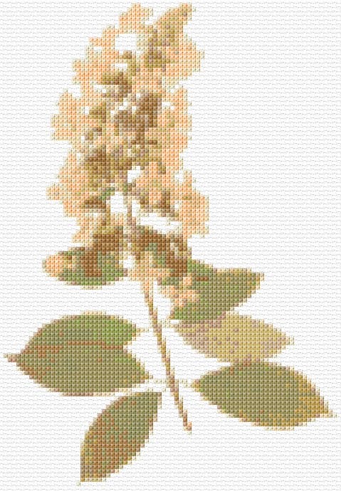 Gentle Flower free cross-stitch pattern