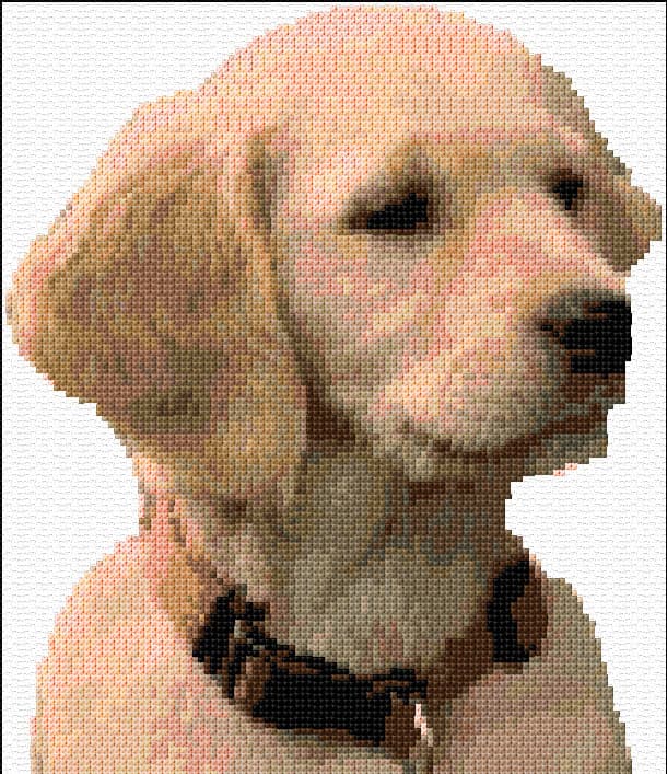 Golden Retriever free cross-stitch pattern
