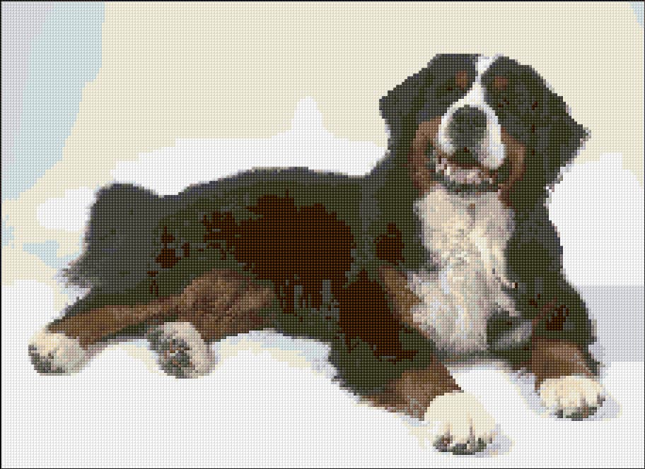 Bernese Mountain Dog free cross-stitch pattern