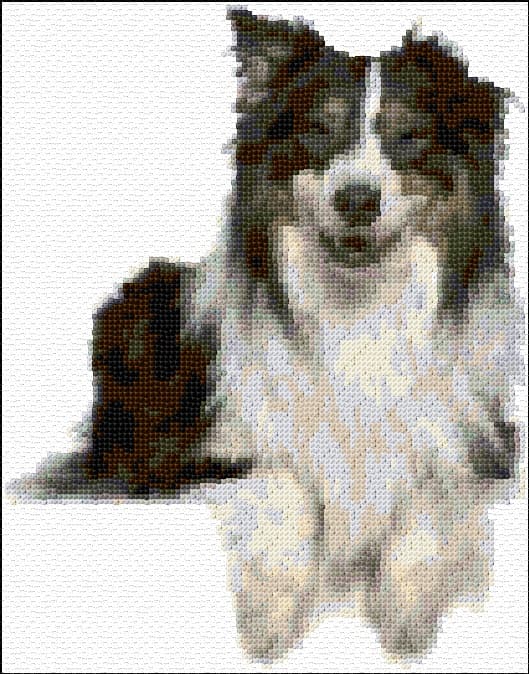 Minature Australian Shepherd free cross-stitch pattern