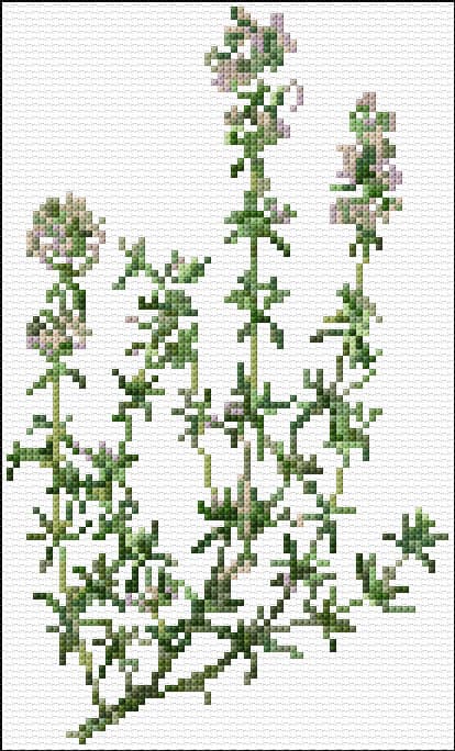 Thyme free cross-stitch pattern