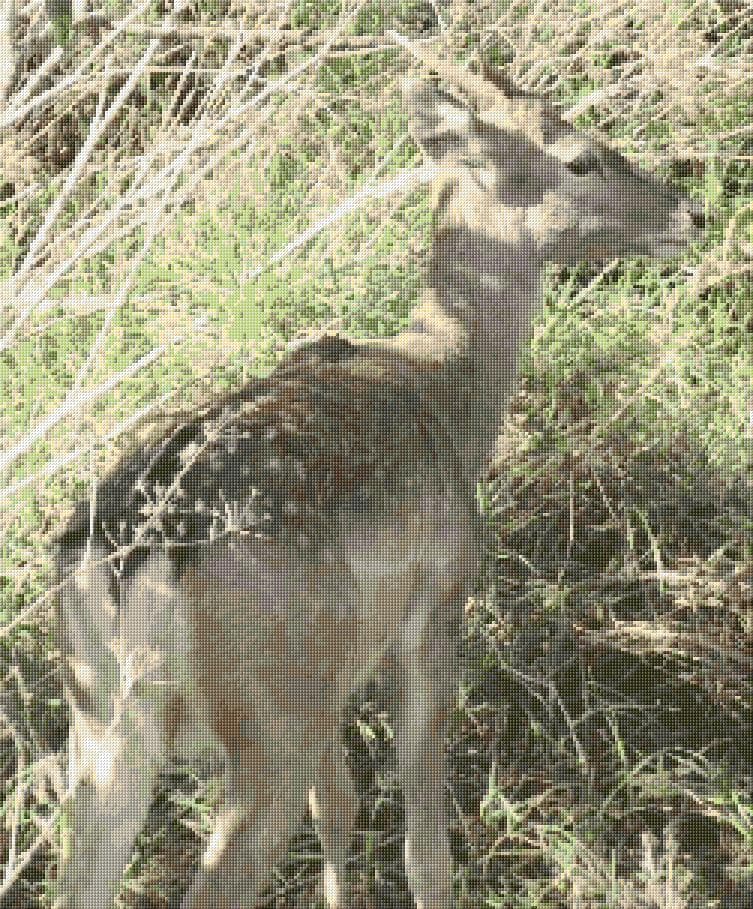 Deer free cross-stitch pattern