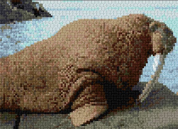 Walrus free cross-stitch pattern