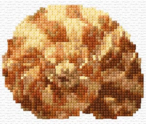 Sea Shell free cross-stitch pattern