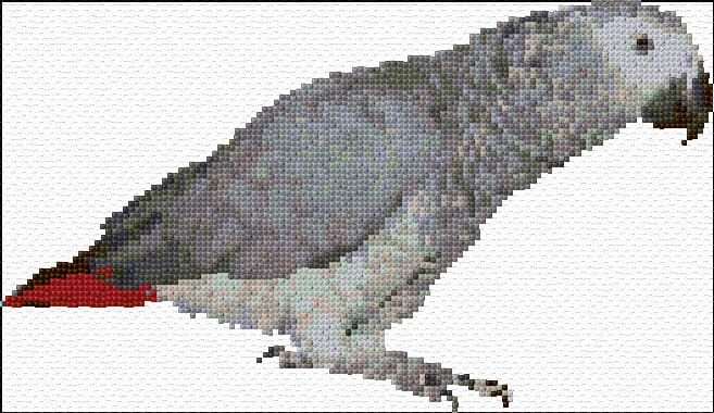 African Gray Parrot free cross-stitch pattern