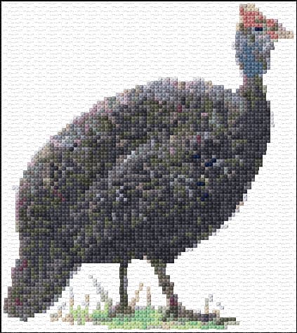 Guinea Fowl free cross-stitch pattern