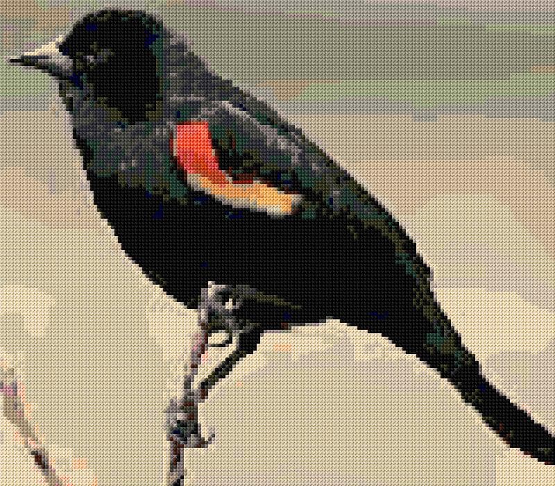 Red Winged Black Bird free cross-stitch pattern