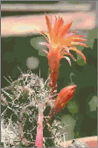 Blooming Cactus free cross-stitch pattern