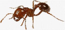 Ant