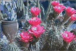 Blooming Cactus